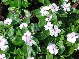 Flower colors include white and shades of pink, purple, lavender and red. Ten Best Annuals For Sun