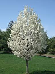 Discount99.us has been visited by 1m+ users in the past month Cleveland Pear Tree Beautiful Tree With A Profusion Of Snaow White Ornamental Flowers In Symmetrical Shape Perfect For Lining Streets Pixies Gardens
