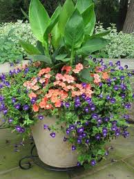 Leaves are more chartreuse than golden in deeper shade. Container Planting Ideas Home Facebook