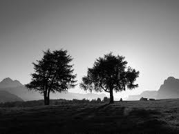 Black and white photos of trees. Hd Wallpaper Two Trees Slope Black And White Nature Landscape Mountain Wallpaper Flare