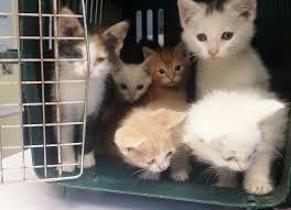 If there is a cat or cats you are interested in adopting, please email us at webcat@rescuehouse.org and we will be in touch soon. The Furry Faces Of Bookselling Bookstore Pets The American Booksellers Association