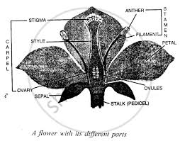 Sticky portion at the top of the style where pollen grains usually fall. What Is A Flower Draw A Neat Labelled Diagram Showing The L S Of A Typical Flower Biology Shaalaa Com
