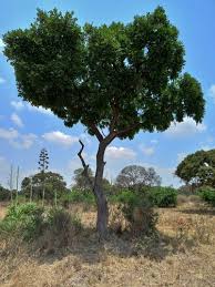 Image result for Ekebergia benguelensis