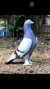 Pin By Fatih Yildirim On Guvercin Pidgeon Animals Birds Pigeon