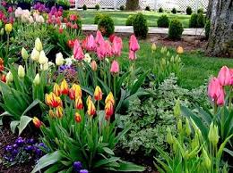 Tulips Garden Ideas Pinterest Dream Backyard Garden Backyard Garden Layout Backyard Garden Landscape