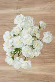 White Mini Carnations Mini Carnations Carnations Carnation Flower