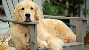 golden retriever breed origin Golden Retriever Breed Origin: Where They Really Come From
