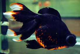 Maybe you would like to learn more about one of these? 30 Jenis Ikan Mas Koki Terbaik Terpopuler