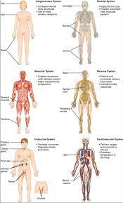 The Human Organ Systems Human Anatomy And Physiology Lab Bsb 141