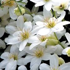 We did not find results for: Clematis Cartmanii Joe Clearview Horticultural Products