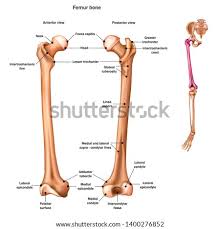 Also remove as many of the tendons in the. Shutterstock Puzzlepix