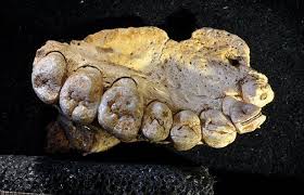Immer wieder filmt er sie. Mensch Verliess Afrika Fruher 190 000 Jahre Altes Fossil Ist Altester Homo Sapiens Fund Ausserhalb Afrikas Scinexx De
