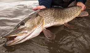 Pike Fishing How To Catch Big Fish On Small Waters Gefullter Fisch