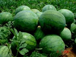 Image result for Citrullus lanatus