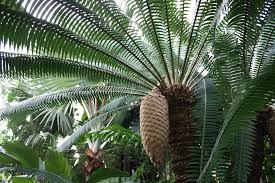 Image result for Zamiaceae