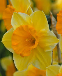 Narcissus Derringer Jonquilla Narcissi Narcissi Flower Bulb Index Cvety