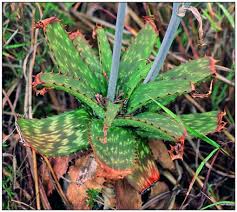 Image result for Aloe komatiensis