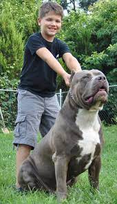 top xxl bully pitbulls xl pitbulls largest pitbulls new york east coast the world bully breeds dogs scary dogs dogs and kids