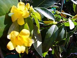 Swiss cheese plant five holes plant oak leaf philodendron bleading heart vine garlic vine trumpet vine creeping fig shingle vine species pothos. Carolina Jasmine Fragrant Swamp Jessamine Yellow Spring Flowering Vine Live Plant Starter Size 4 Inch Pot Emerald Tm Emerald Goddess Gardens