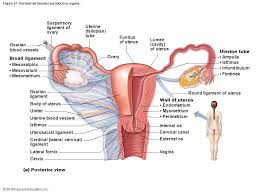 Human anatomy infographic elements with set of internal organs isolated on white background and placed in female body. Internal Female Reproductive Organs Diagram Quizlet