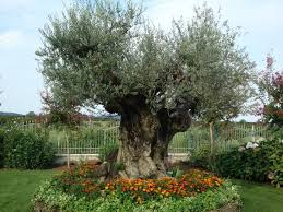 Risultati Immagini Per Progettazione Aiuola Olivo Aiuola Piante Da Giardino Idee Giardino Orto