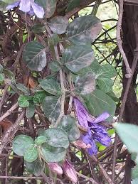 Image result for Dyschoriste thunbergiiflora