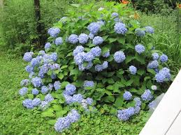 Pruning Hydrangeas How And When To Prune The Old Farmers