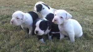 Black And White American Bulldog Mix American Bulldog Pitbull Mix Puppies For Sale Yakaz For Sale Pitbull Mix Puppies Pitbulls Pitbull Mix