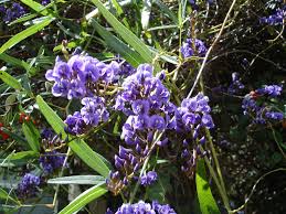Image result for Hardenbergia comptoniana