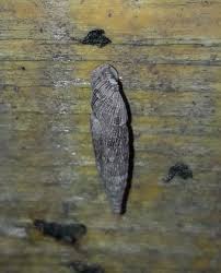 Image result for Alinula paradoxa