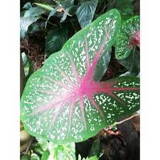 Heart of jesus — can refer to: Caladium Heart Of Jesus Plant Shopee Philippines