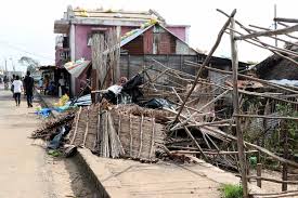 Image result for Brillantaisia madagascariensis