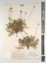 Image result for Agrocharis