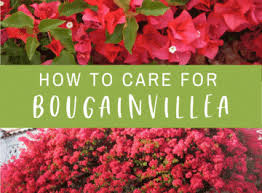 How to grow bougainvillea plant growing condition and care information: Bougainvillea Care Growing Tips For This Flowering Machine