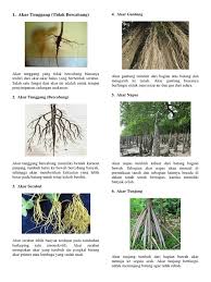 Maybe you would like to learn more about one of these? Jenis Akar