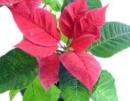 Les fleurs apparaissent principalement mâles ou femelles ou monoéceuses et apparaissent à la fin de l'hiver jusqu'au début du printemps avant les feuilles. Poinsettia Etoile De Noel Tous Les Conseils D Entretien