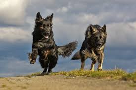 Was uns als schäferhunde züchter auszeichnet? Altdeutsche Schaferhunde Von Camelot