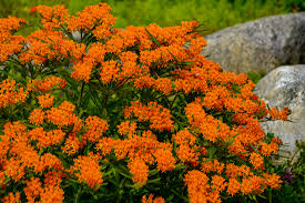 Image result for Asclepias