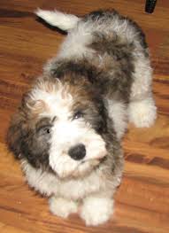 St Berdoodle Puppy They Cost 1000 1500 Dollars Dangit Hybrid Dogs St Berdoodle Cute Dog Mixes