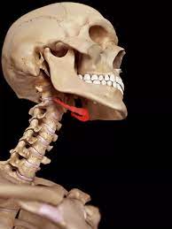 The Hyoid Bone Anatomy Function And Conditions Neck Bones Skull Anatomy Human Bones