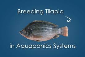 Breeding Tilapia For Aquaponics Zipgrow Aquaponics System Backyard Aquaponics Aquaponics