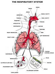 Anatomy And Physiology Of Respiratory System Nursing Crib Anatomy And Physiology Human Respiratory System Respiratory System