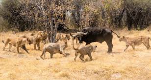 Vídeo caza de leones (escena única de un safari)