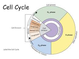 This video contains the full explanation of cell cycle. Biology Cell Division Diagram Quizlet