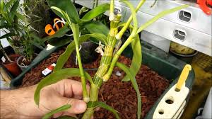 We did not find results for: How To Clone Orchids With Keiki Paste Youtube