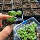 Seed Starting Workshop with Seasons Micro Farm