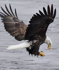 Birds That Look Like Eagles Photos Eagles Soar Along Wisconsin River Eagles Pet Birds Eagle Pictures