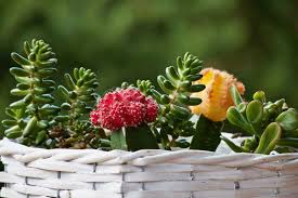 They're not the type of plant that you have to water often. Why Is Your Moon Cactus Dying And Can It Be Saved A Natural Curiosity