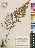 Image result for Cheilanthes viridis