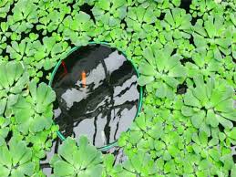 Many pieces are hand sculpted by our artists. 3 Aquatic Plants That Can Take Over Koi Ponds Aquatech Aquarium Service